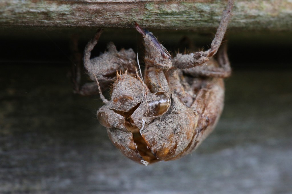 Tibicen canicularis - jedna z cykad jednorocznych w Ameryce Północnej