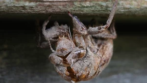 Tibicen canicularis - jedna z cykad jednorocznych w Ameryce Północnej