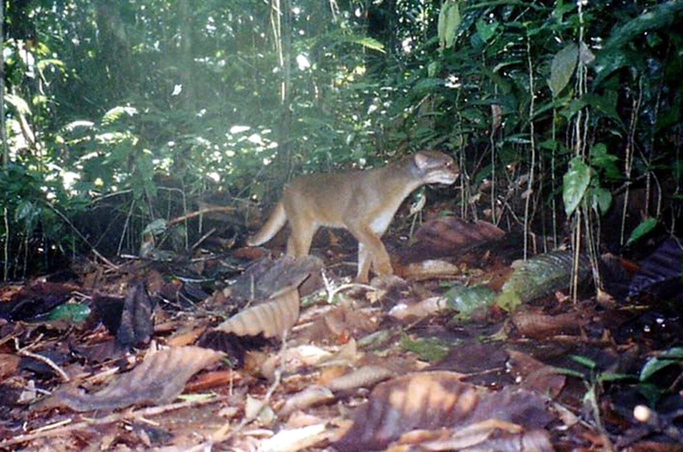 Mormi borneański to niezwykły gatunek żyjący wyłącznie w jednym miejscu na świecie - wyspie Borneo. Zwierzę jest zagrożone działalnością człowieka, w tym kłusownictwem i utratą siedlisk