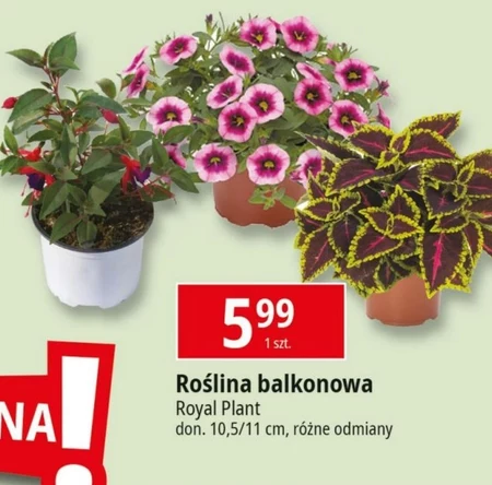 Roślina balkonowa Royal Plant