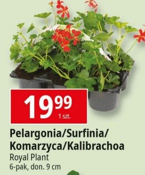 Pelargonia Royal Plant niska cena
