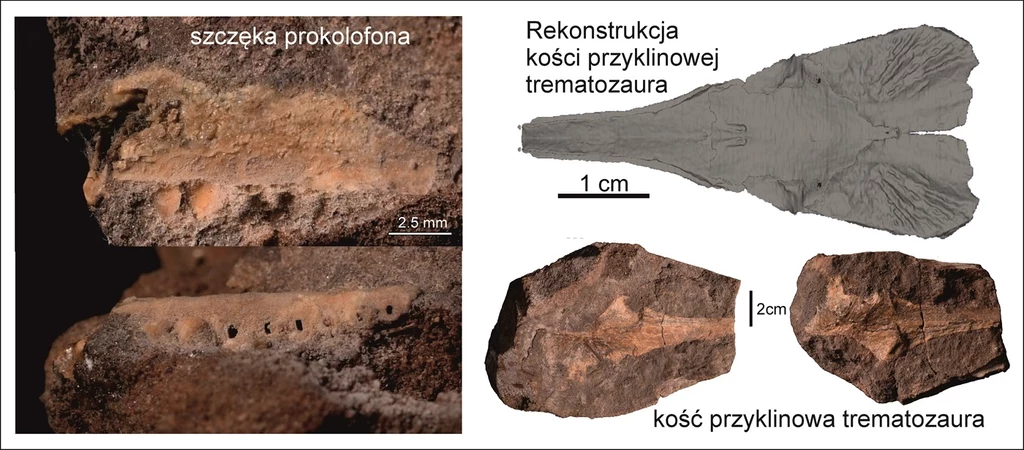 Szczątki tremozaura oraz prokolofona znalezione w Polsce.