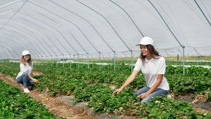 Tyle można zarobić na zbieraniu truskawek. Chętnych nie ma wielu