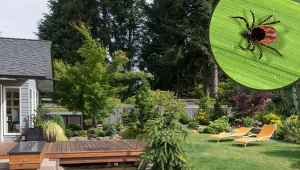 Zapomnij o kleszczach w ogrodzie. Wystarczy, że rozsypiesz ten proszek