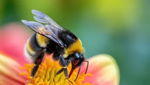 Trzmiele bardzo źle znoszą ocieplenie klimatu