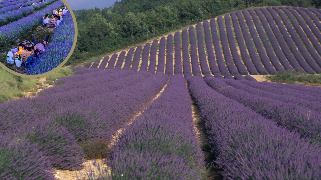 Nie musisz jechać do Prowansji. Lawendowy piknik odbywa się o wiele bliżej Nie musisz jechać do Prowansji. Lawendowy piknik odbywa się o wiele bliżej