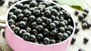 Owoc, który od lat rośnie na polskich plantacjach, w 2026 roku ma stać się jednym z najmodniejszych smaków na świecie