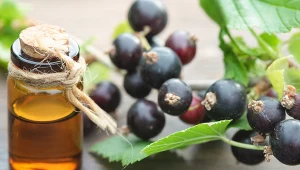 Sprawdzamy, jak działa olej z czarnej porzeczki i jak go stosować
