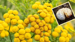 Po oprysku z tej rośliny, pędraki w mig wyniosą się z ogrodu. Zapomnisz jak wyglądają