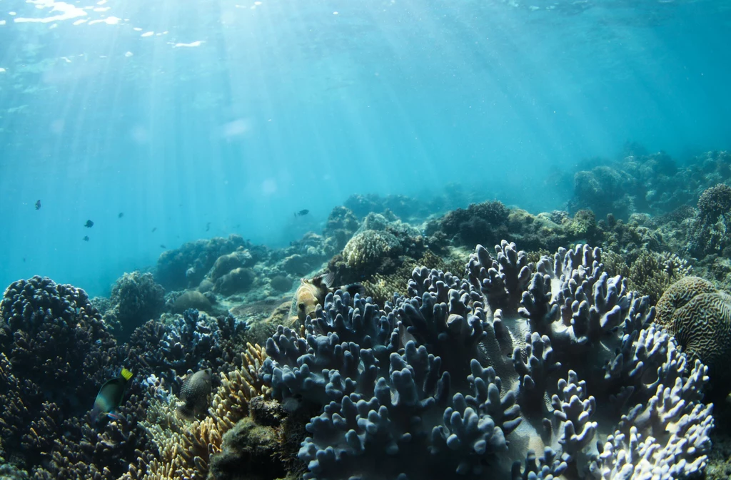 Chińskie sztuczne wyspy niszczą rafy koralowe na Morzu Południwochińskim