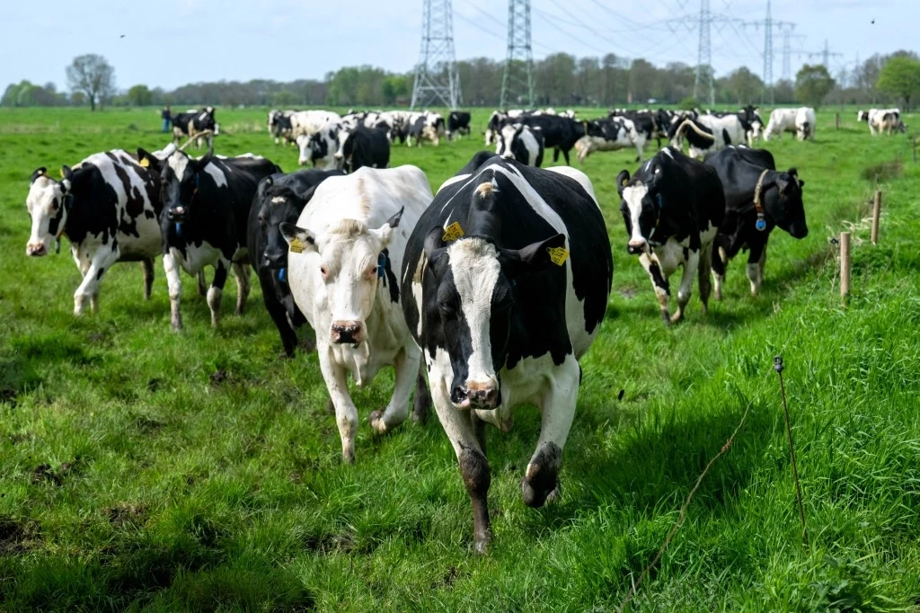 WHO poinformowała o wykrysiu ptasiej grypy AH5N1 w krowim mleku WHO poinformowała o wykrysiu ptasiej grypy AH5N1 w krowim mleku