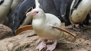 Kokosanka wygrała konkurs na najlepszego pingwina świata