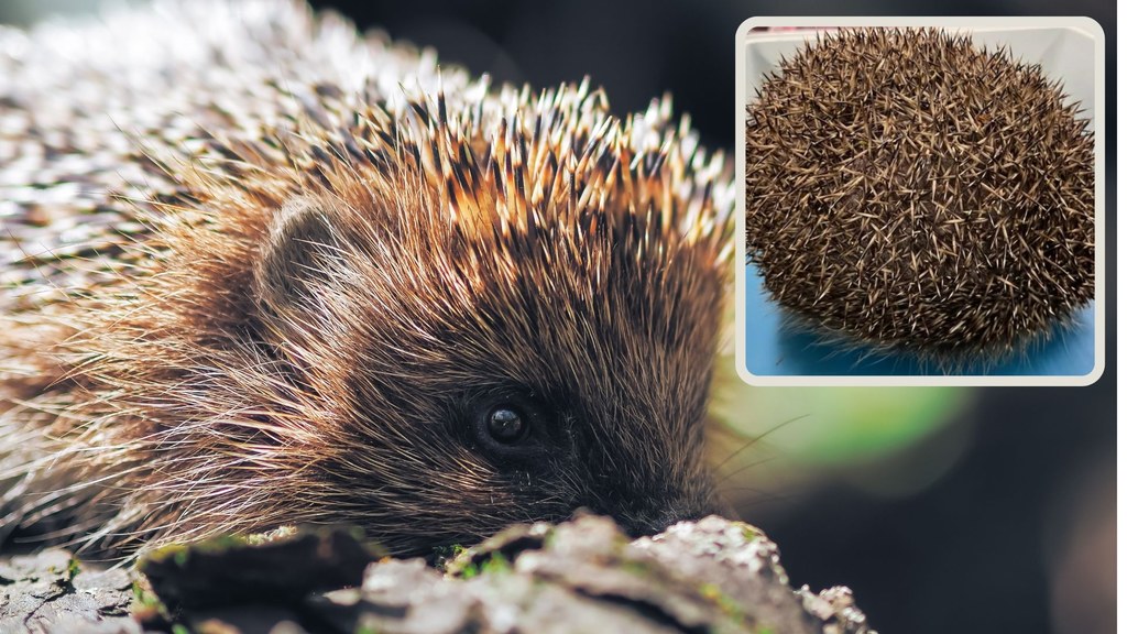 Jeże zapadają na szereg chorób (fot. Wild Hedgehog Rescue)