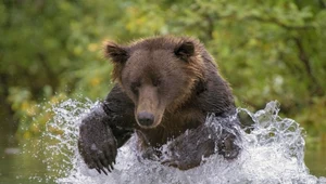 Niedźwiedź ze Słowacji porwał byka z zagrody "Wilk nie dałby sobie rady"