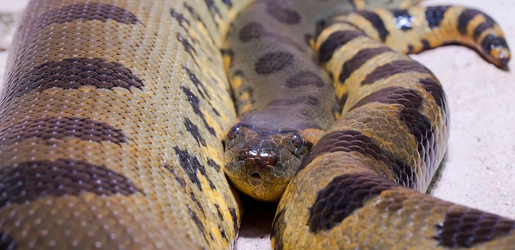 Anakonda jest prawdopodobnie największym wężem żyjącym współcześnie
