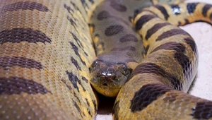 Anakonda jest prawdopodobnie największym wężem żyjącym współcześnie