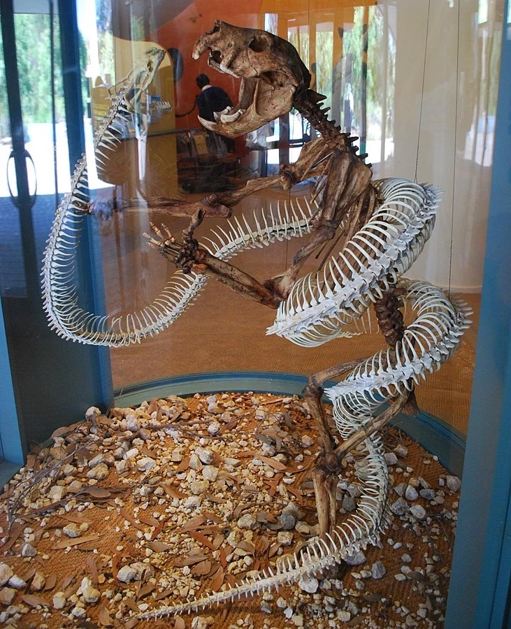 Ciekawa rekonstrukcja wielkiego australijskiego węża z rodzaju Wonambi w uścisku z lwem workowatym