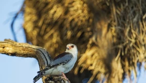 Sokolik czerwonooki poluje przy gniazdach wikłaczy