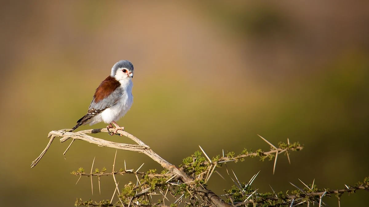 Sokolik czerwonooki to jeden z najmniejszych szponiastych. Sfotografowany w Kenii Sokolik czerwonooki to jeden z najmniejszych szponiastych. Sfotografowany w Kenii