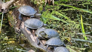 Grupa żółwi błotnych - to już naprawdę rzadkość