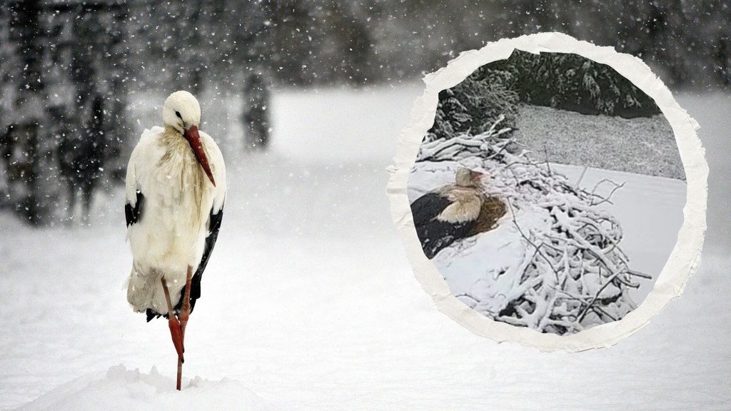 Bociany białe już założyły gniazda, a tu - śnieg (fot. Ewa Byrska/ Ptaki Polski/ Facebook)