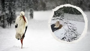 Bociany białe już założyły gniazda, a tu - śnieg (fot. Ewa Byrska/ Ptaki Polski/ Facebook)