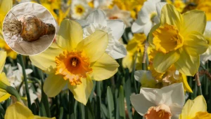 Nie wyrzucaj żonkili po przekwitnięciu. Zrób to, a zakwitną ponownie