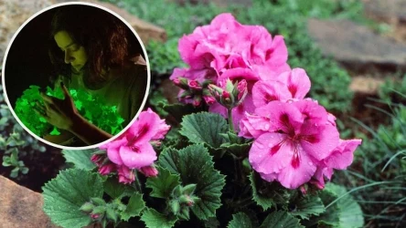 Petunia Świetlik emituje światło w ciemności./ Instagram/ light.bio