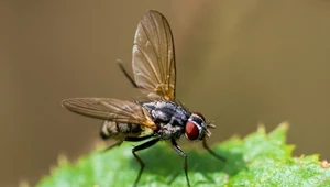Jak latają owady? To one jako pierwsze się tego nauczyły
