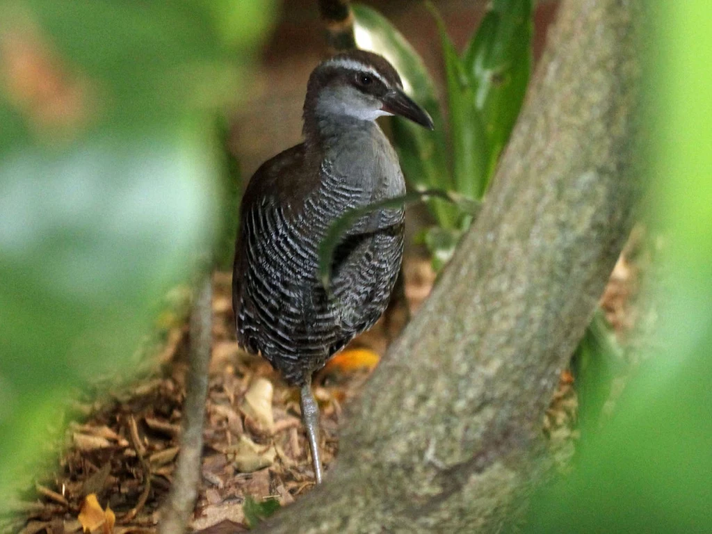 Wodnik guamski to ptak, który powstał z martwych