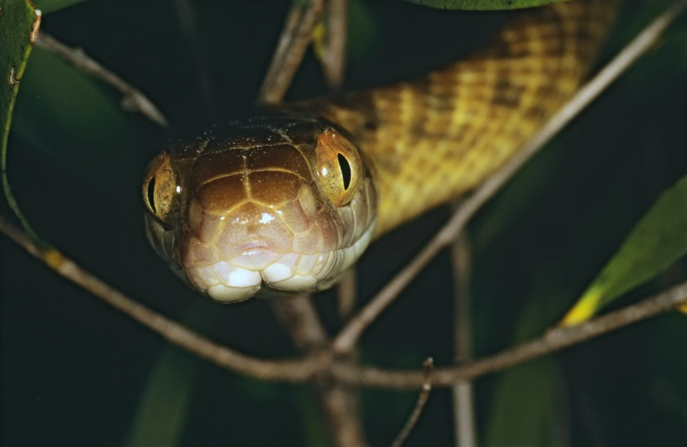 Mangrowiec brunatny doprowadził do zagłay fauny wyspy Guam