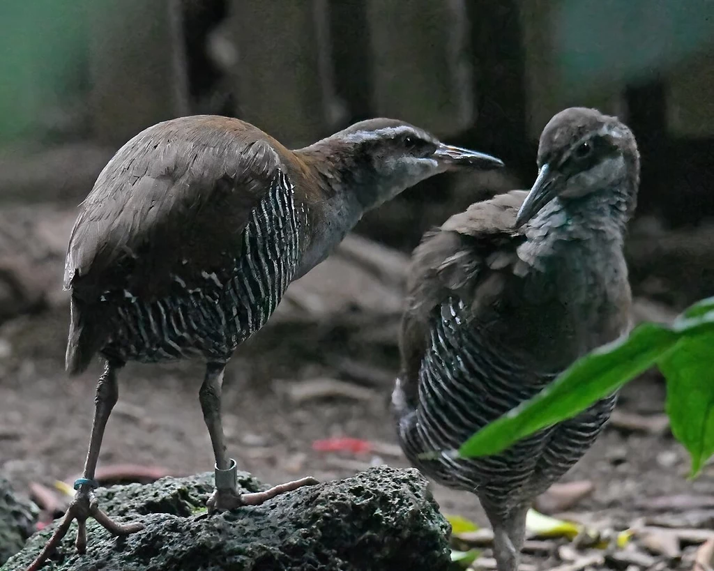 Para wodników guamskich, ptaków krytycznie zagrożonych