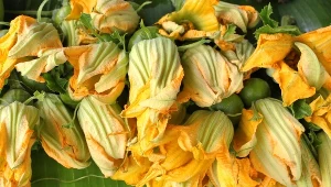 Kwiaty dyni i cukinii można faszerować, ale także zapiekać i chrupać jako przekąskę