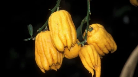 Cytron palczasty nazywany jest "ręką Buddy". Ma wiele zdrowotnych właściwości.