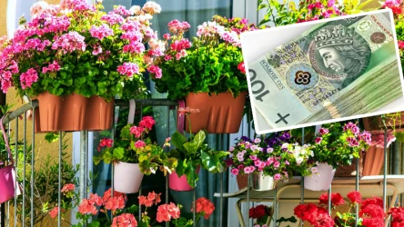 500 złotych mandatu za kwiaty na balkonie? To nie żart, tylko realny scenariusz. Zwłaszcza jeśli są powieszone po zewnętrznej stronie balustrady