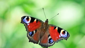 Motyle są nieodłącznym elementem naszych ogrodów