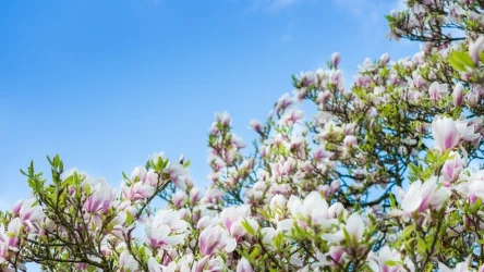 Według najnowszych prognoz IMGW majówka 2024 roku może być cieplejsza i bardziej sucha niż wynikało to z wcześniejszych prognoz. Temperatura może w wielu miejscach przekroczyć 20 stopni Celsjusza