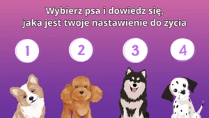 Test osobowości: Wybierz jednego psa z obrazka i poznaj prawdę o sobie