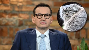 Dyskwalifikacja manula z Polski nie umknęła uwadze m.in. Mateusza Morawieckiego