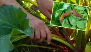 Wystarczą liście rabarbaru, by ślimaki wyniosły się z ogrodu, a chwasty zniknęły