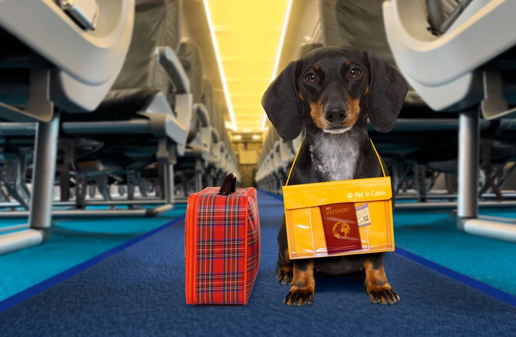 Jak przetransportować psa samolotem?