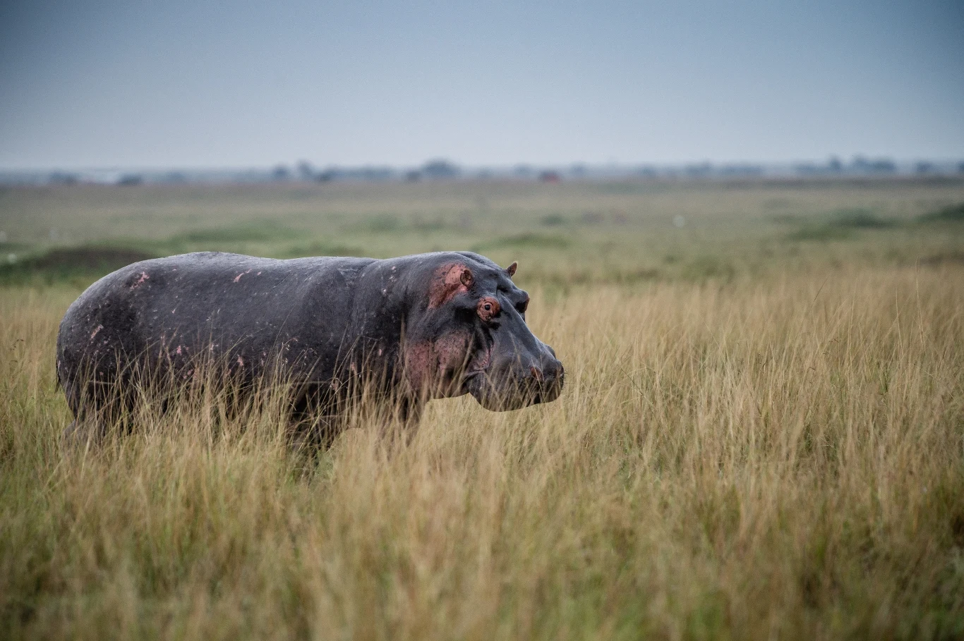 Zaskakujące umiejętności hipopotamów. Unoszą się w powietrzu? Zaskakujące umiejętności hipopotamów. Unoszą się w powietrzu?
