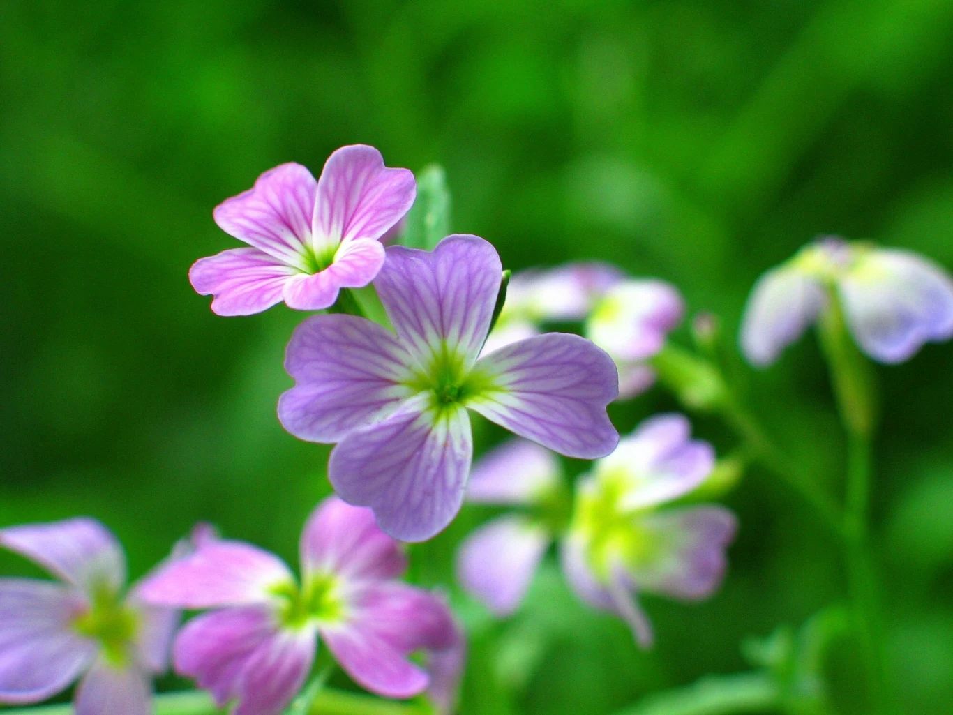 Maciejka to roślina jednoroczna, która zachwyca wyglądem i zapachem. Maciejka to roślina jednoroczna, która zachwyca wyglądem i zapachem.