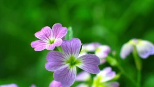 Ta roślina zachwyca zwłaszcza wieczorami. Gdy ją zasadzisz, sąsiedzi zzielenieją z zazdrości