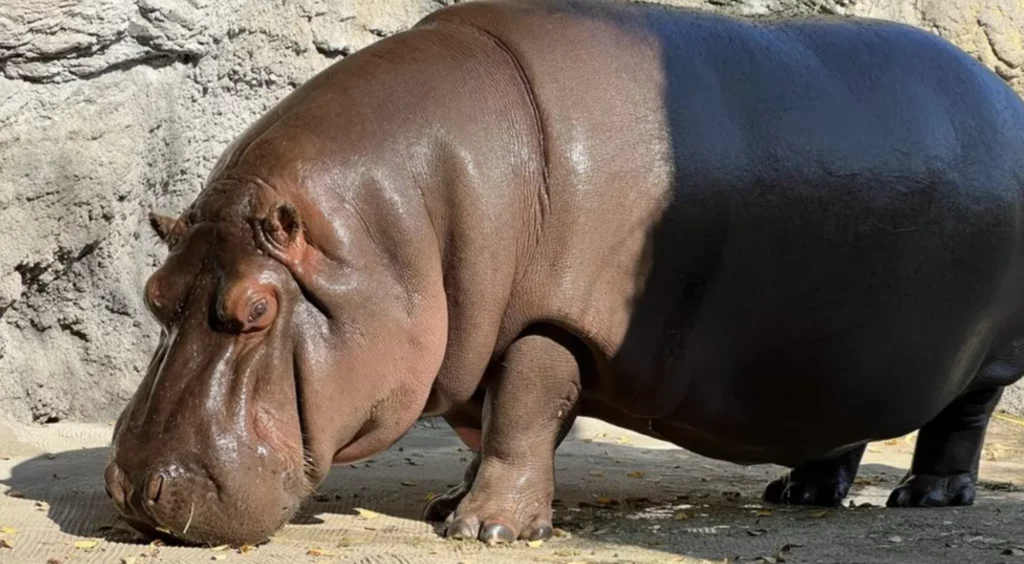 Hipopotam z Osaki okazał się samicą