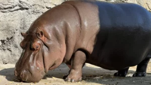 Hipopotam z Osaki okazał się samicą