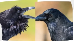 To kruk, wrona czy gawron? W Polsce jest nowy ptak, który mocno namieszał