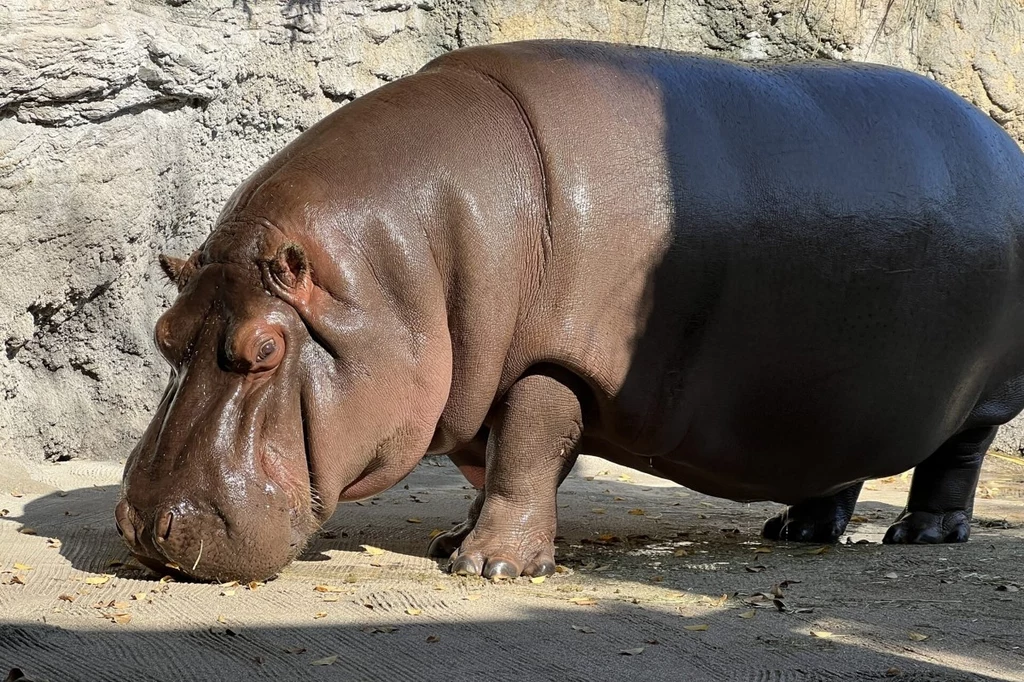 Nagły zwrot akcji w zoo w Osace Nagły zwrot akcji w zoo w Osace