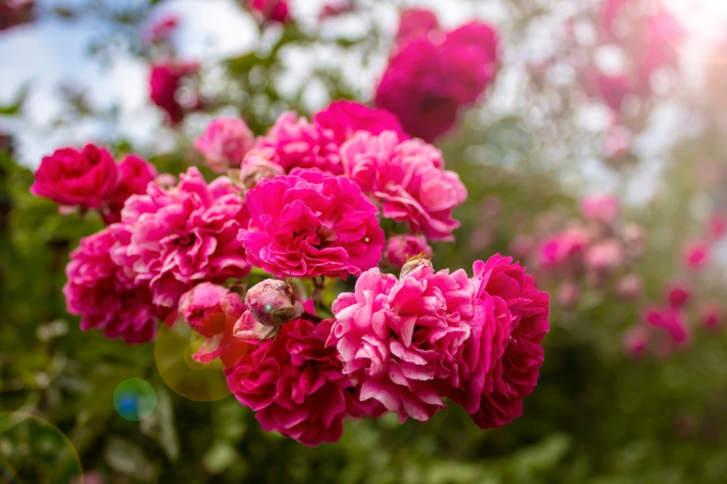 Jak dbać o róże w ogrodzie? Prosty nawóz pobudzi je do kwitnienia
