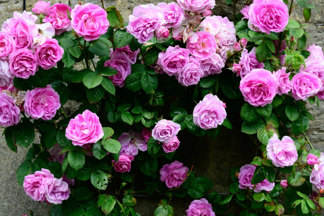 Pozbycie się martwych kwiatów zmniejszy ryzyko rozwoju szarej pleśni Róże będą dumą ogrodnika